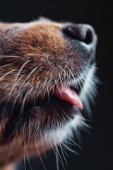 Canvas Print - Close up of a dog's nose with tongue out. Perfect for pet-related designs