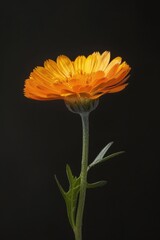 Poster - Vibrant orange flower against a dark backdrop, perfect for adding a pop of color to any design