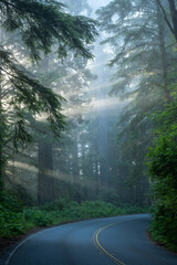 Sticker - Cool Colored Light Rays Through Redwood Forest