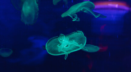 Wall Mural - underwater photos of jellyfish aurelia aurita