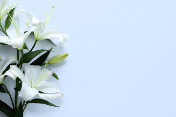 Wall Mural - Beautiful lily flowers on white background