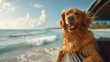 Happy golden retriever enjoying a car ride by the seaside on a sunny day 