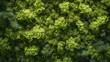 Green moss texture background. Close-up of a green moss wall. Natural moss texture for background. Green moss background.