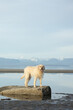 dog on the beach with mountains in the background
