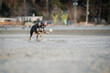 dog running on the beach chasing a ball