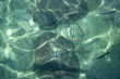 GROUP OF FISH SWIMMING IN THE WATER