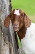 Portrait of a Boer goat (capra hircus)