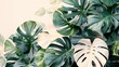 a lot of monstera albo extra white high variegation in the style of a watercolor painting with some half white/green leaves, on a white background
