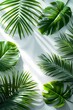 Realistic lush green palm leaves  frame or border on white background, with natural sunlight illustration for background, wallpaper, invitation and greeting card
