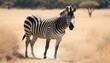 A Zebra In A Safari Exploration