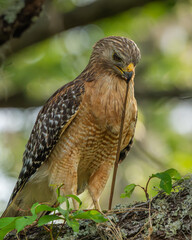Wall Mural - red shoulder hawk perched on a tree branch eating a snake