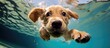 A carnivorous terrestrial animal, the dog, is swimming underwater in a pool. With its snout, this companion dog breed enjoys the water, a trait from ancient dog breeds