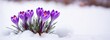 Early spring crocus. Winter day nature. First bud flower. March snow melt. Plant garden background. floral leaf close up macro. beauty light cold white frost ice. new green grass growth. april bloom.