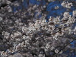 yoshino cherry blossom branches