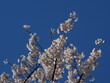 yoshino cherry blossoms against blue sky