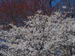 yoshino cherry blossoms against red blooming tree