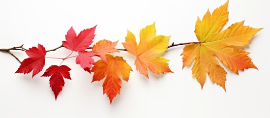 Sticker - A cluster of autumn leaves on a twig against a white backdrop, showcasing the beautiful tints and shades of a deciduous flowering plant. A natural material artfully displayed in a natural landscape