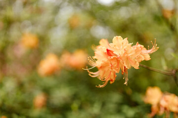 Wall Mural - Green leaves, flowers close-up on bokeh background. Spring and summer background. Orange flowers closeup