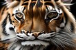 Gros plan sur la fourrure d'un chat tigré