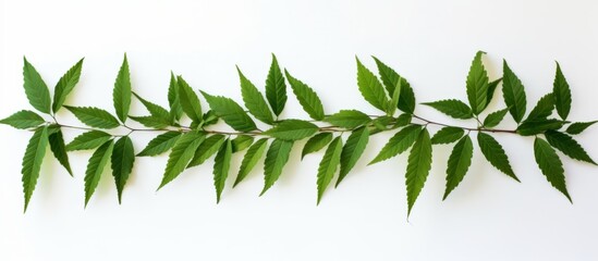 Wall Mural - A cluster of green leaves from a plant or shrub situated against a clean white background, showcasing the beauty of terrestrial plants in nature