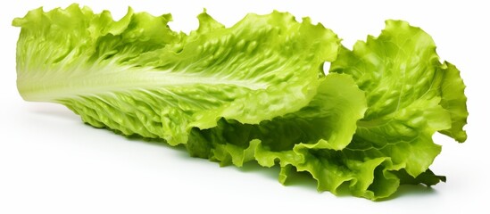 Canvas Print - A closeup of a lettuce leaf, a leaf vegetable, plant ingredient commonly used in cuisine. The green rectangle shape stands out against the white background