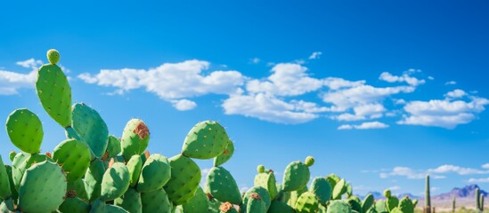 Poster - a natural landscape with a field of cactus surrounded by grass and meadows, under a blue sky with fl