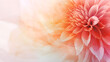 peach pink orange close up of pink flower dahlia background