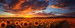 Sunflower field at sunset. Panorama of sunflowers.
