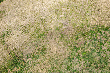 Wall Mural - imprints of tractor tires on a spring grassy field. top view from drone.