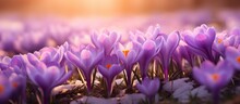 A Beautiful Field Of Purple Irises And Snow Crocuses Growing Among The Grass, Creating A Stunning Natural Landscape Of Colorful Flowering Plants