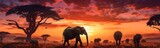 Fototapeta  - African savannah with elephants at sunset - panoramic view.