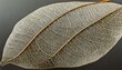 close up of a leaf, wallpaper leaf background with veins and cells