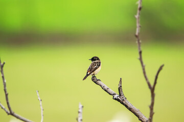 The Pied Bushchat on green field