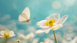 Detail with shallow focus of white anemone flower with yellow stamens and butterfly in nature macro on background of blue sky with beautiful bokeh. Delicate artistic image of beauty of nature