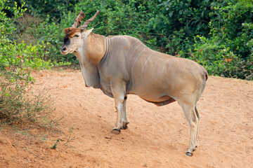 Poster - Big male eland antelope (Tragelaphus oryx) in natural habitat, Kruger National Park, South Africa