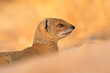 Portrait of a yellow mongoose (Cynictus penicillata), Kalahari desert, South Africa
