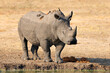 A white rhinoceros (Ceratotherium simum) with oxpecker birds, Kruger National Park, South Africa