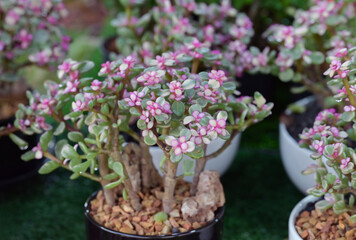 Poster - Close-up of Portulacaria Afra (elephant bush) in a small potted, Succulent plant with small pink flowers for decorating in the garden or room decor.