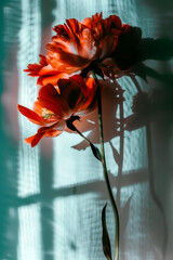 Wall Mural - poster with red peonies on a blue background