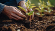 Close-up of a man's hands planting a small tree in the ground