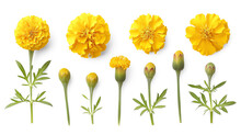 Set Of Yellow Marigold Flowers, Buds, Isolated On Transparent Background