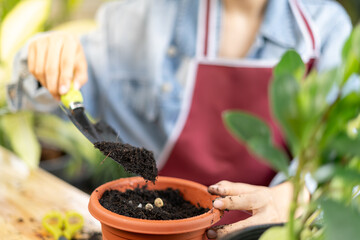 woman plant and take care trees in flowerpots as hobby and relax. plant sales small business. house garden, jungle, gardener, flower decoration, green, happy lifestyle, Home gardening, freelance.