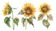 Beautiful floral set with watercolor hand drawn summer wild field sunflowers, isolated on transparent background.