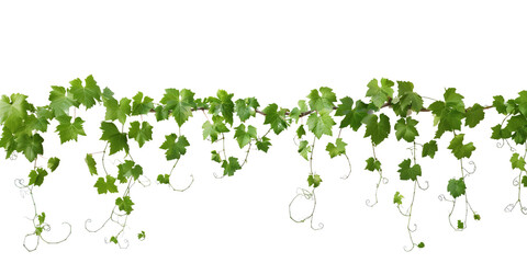 Grape leaves vine plant branch with tendrils in vineyard, isolated on transparent background