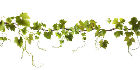 Grape leaves vine plant branch with tendrils in vineyard, isolated on transparent background