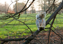 Inquisitive grey squirrel perched on a bare tree branch in winter and looking directly at camera. Kensington Gardens, London, United Kingdom.