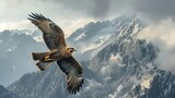 Fototapeta  - eagle in the sky