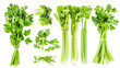 Set of healthy herbs elements, Fresh celery , isolated on transparent background