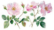 Beautiful floral set with watercolor hand drawn summer wild field rose flowers, isolated on transparent background.