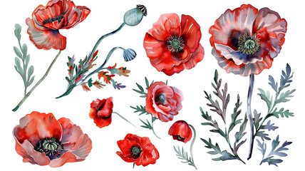 Wall Mural - Beautiful floral set with watercolor hand drawn summer wild field poppy flowers, isolated on transparent background.